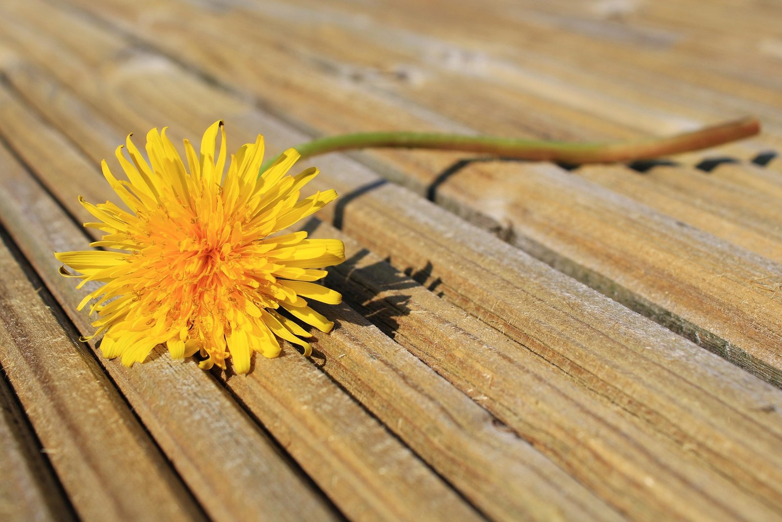 Dandelion tea benefits with dandelion leaves and flowers