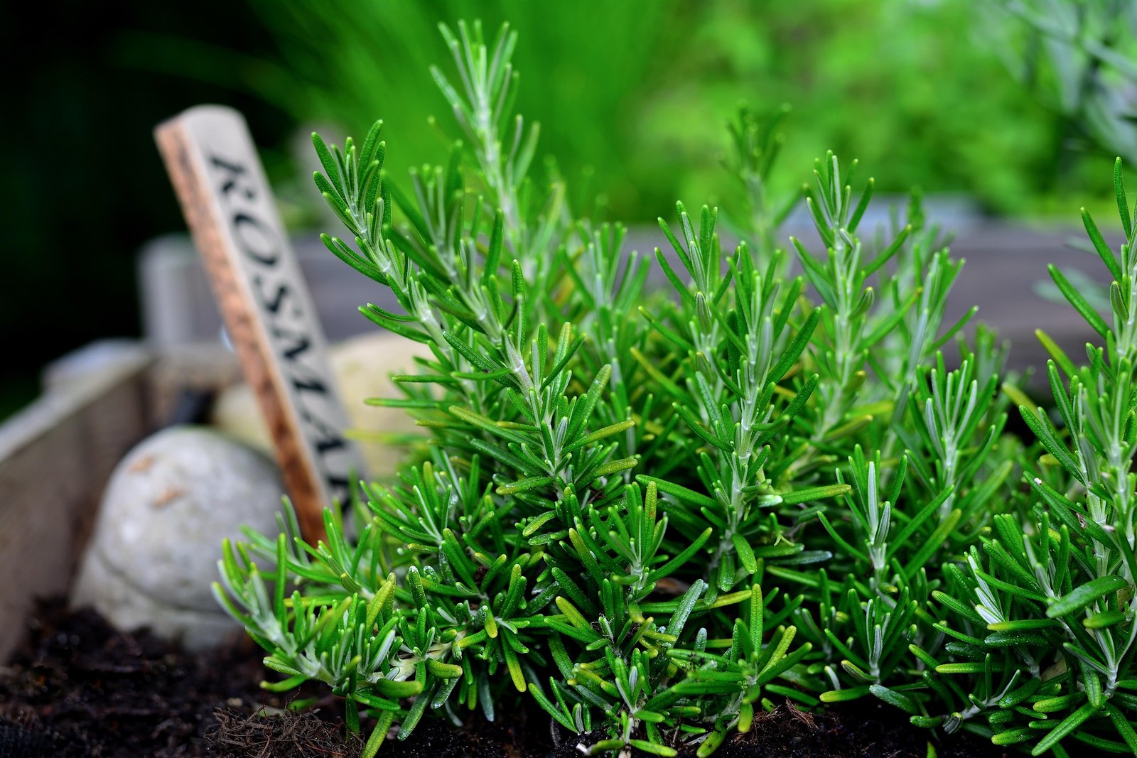 Fresh herbs used for herbal tea