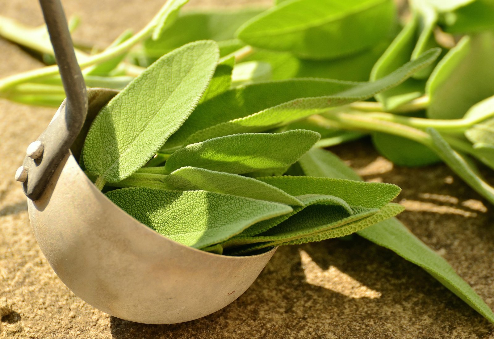 Fresh sage leaves used for herbal tea