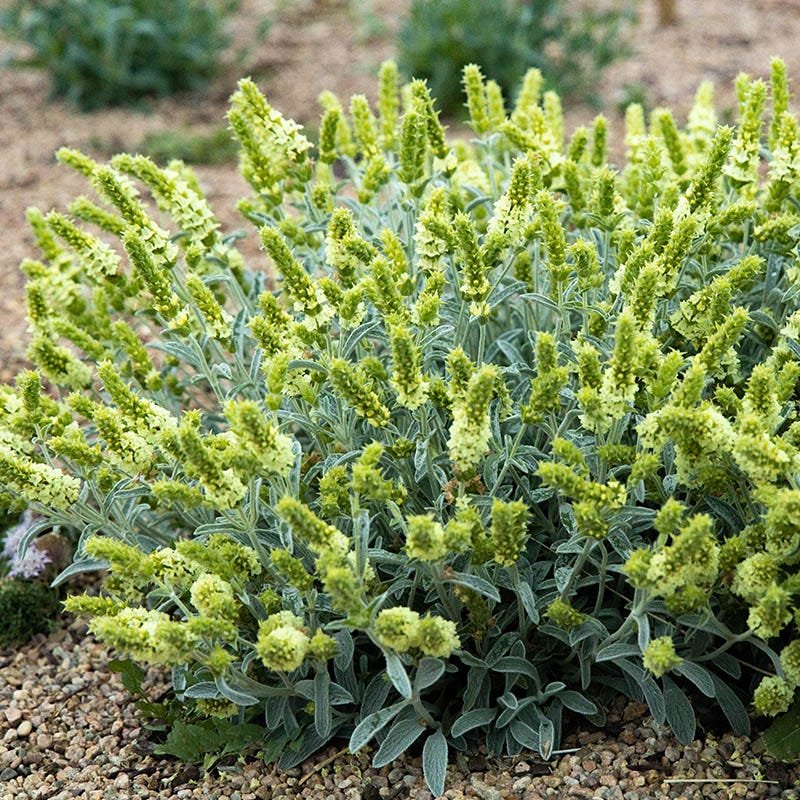 Greek mountain tea (Sideritis) herbal infusion