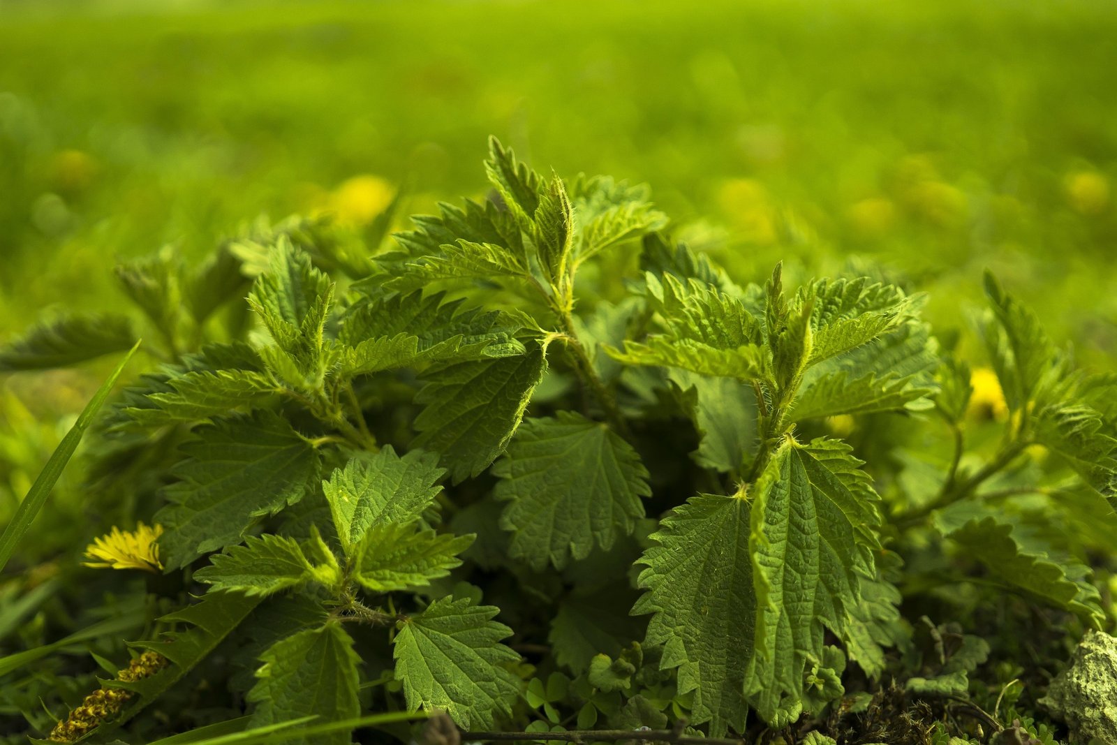 Nettle tea benefits with fresh nettle leaves