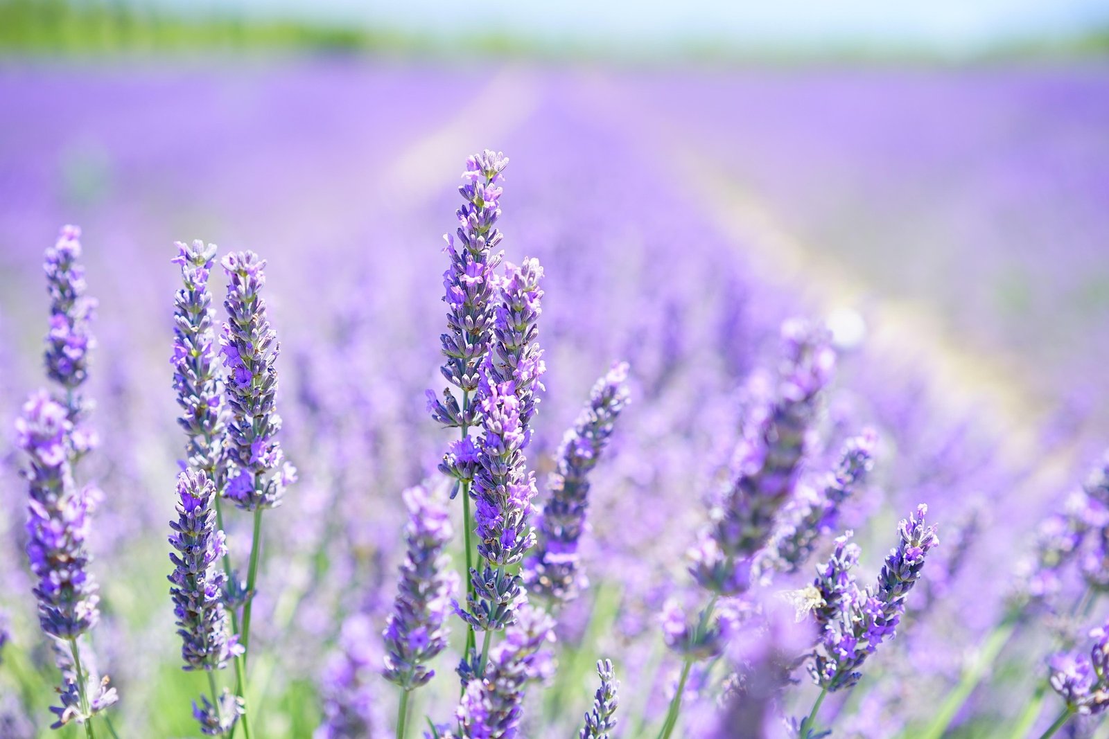 Lavender tea before bed with dried lavender flowers