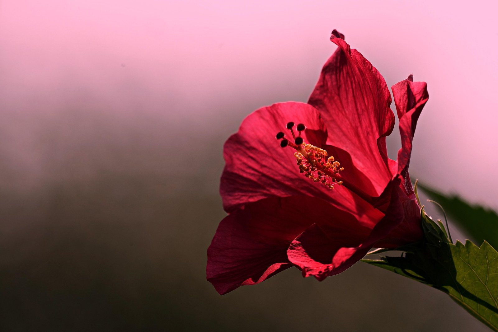 Hibiscus tea benefits with dried hibiscus flowers