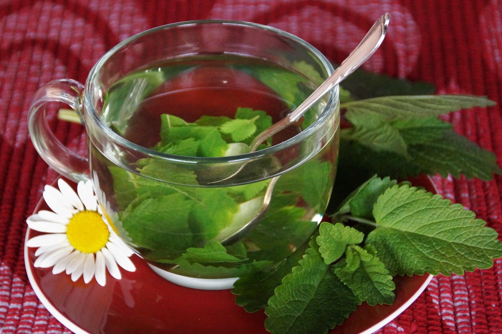 Lemon balm tea benefits with fresh lemon balm leaves