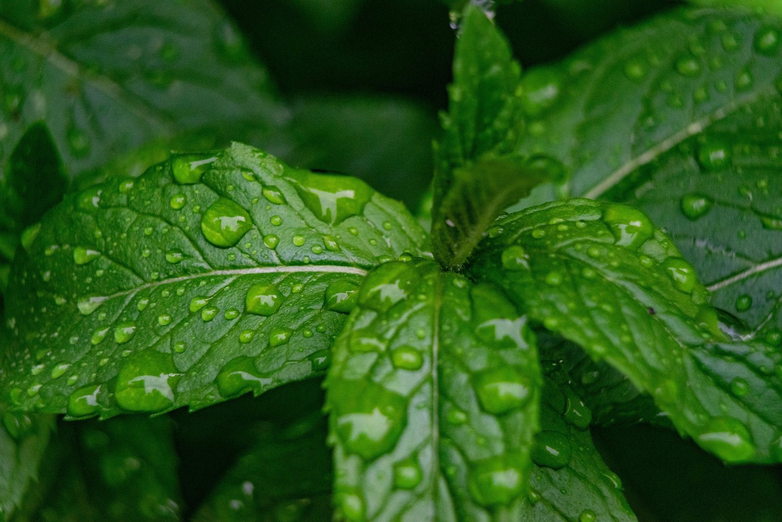 Peppermint tea before bed with fresh peppermint leaves