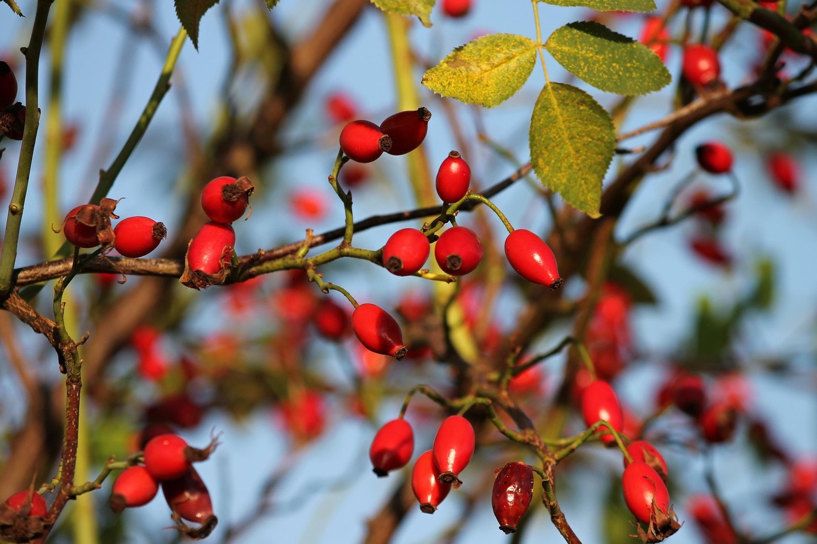 Rosehip tea benefits with dried rosehips