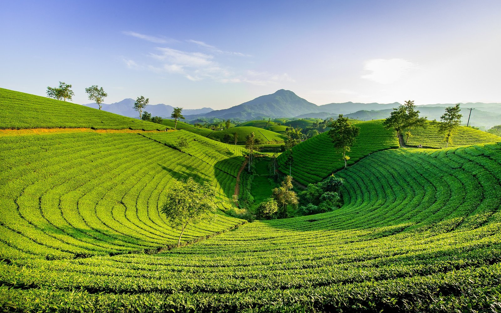 Green tea vs herbal tea comparison