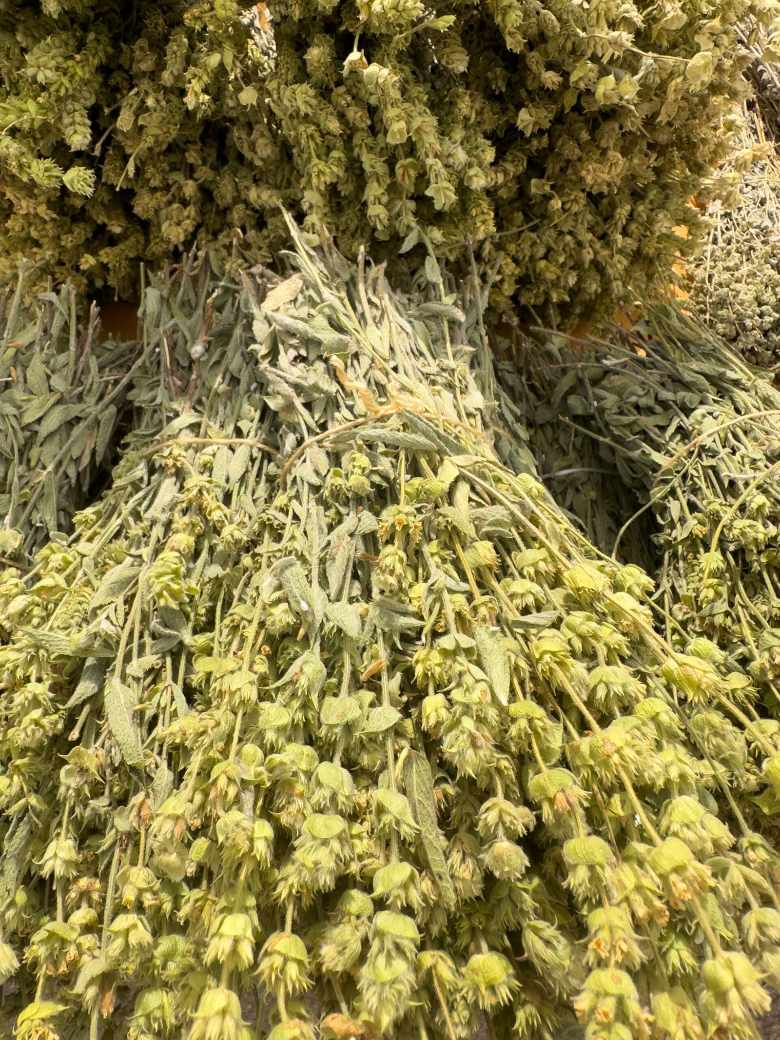 Dried Greek mountain tea (Sideritis) stems, leaves and flowers