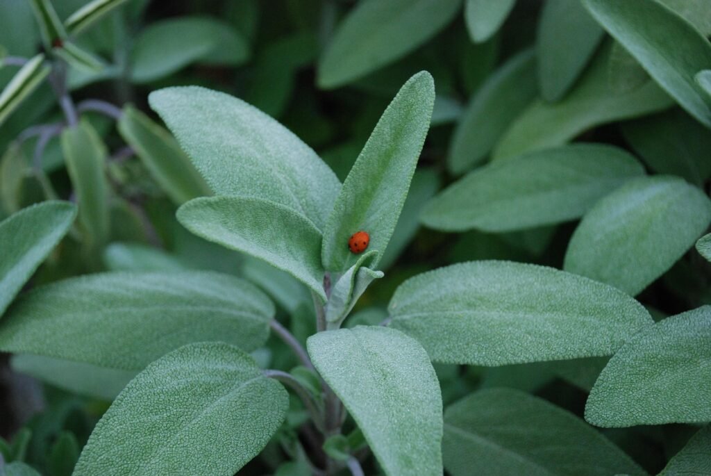 sage tea benefits