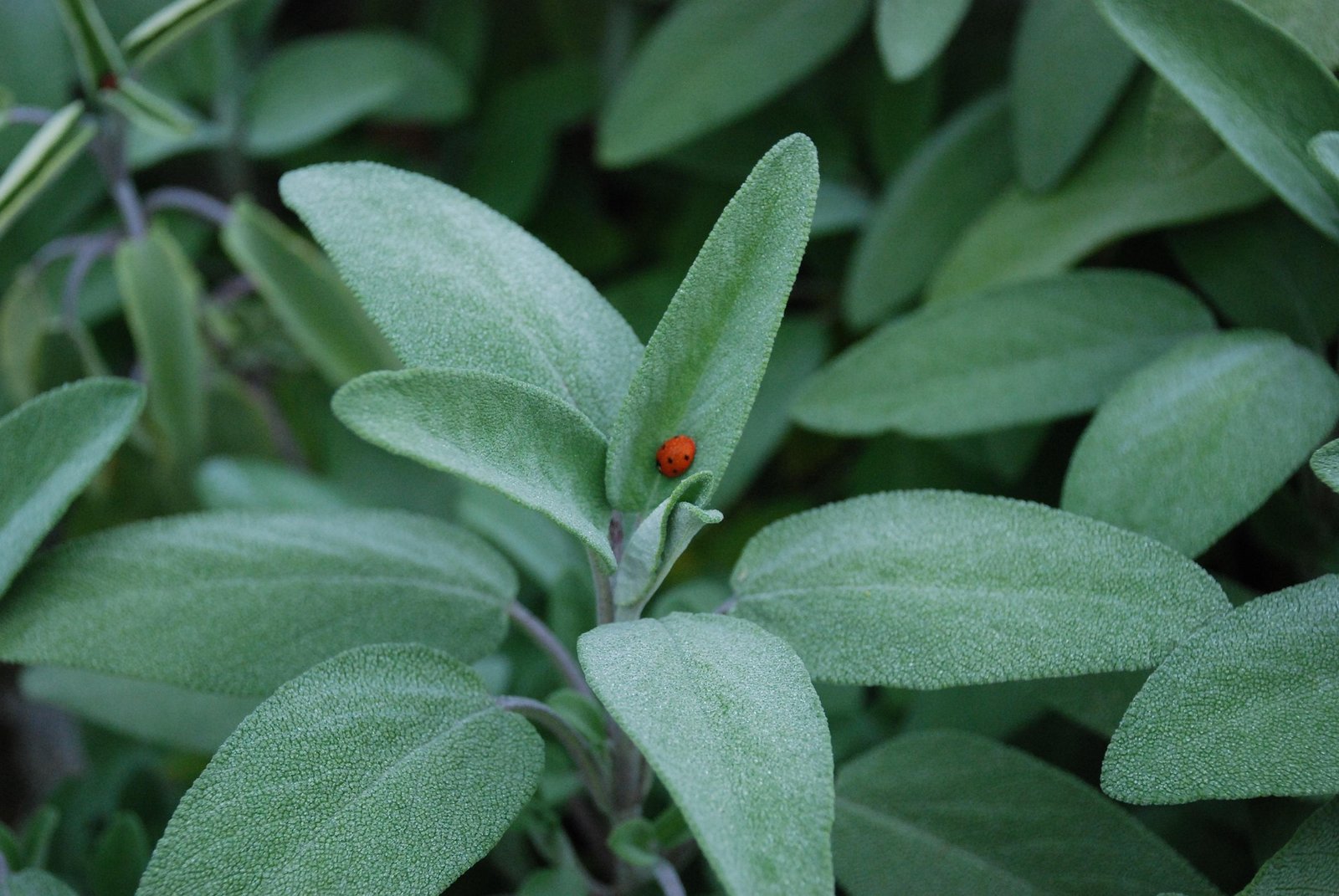 sage tea benefits