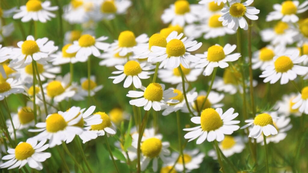 Chamomile flowers used for herbal tea