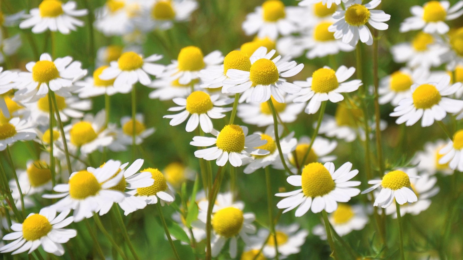 Chamomile flowers used for herbal tea