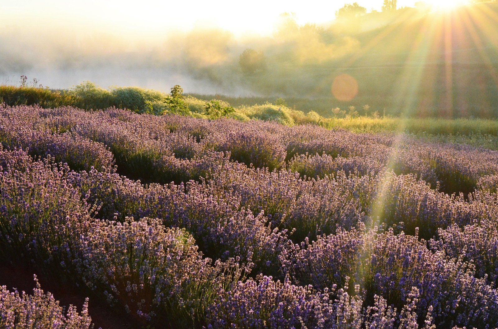 lavender tea benefits