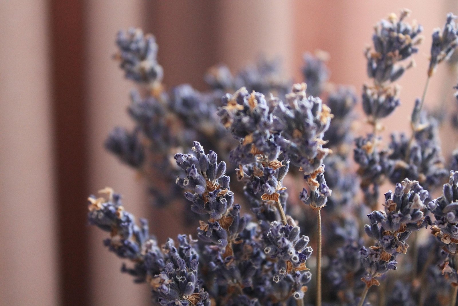 Lavender tea benefits