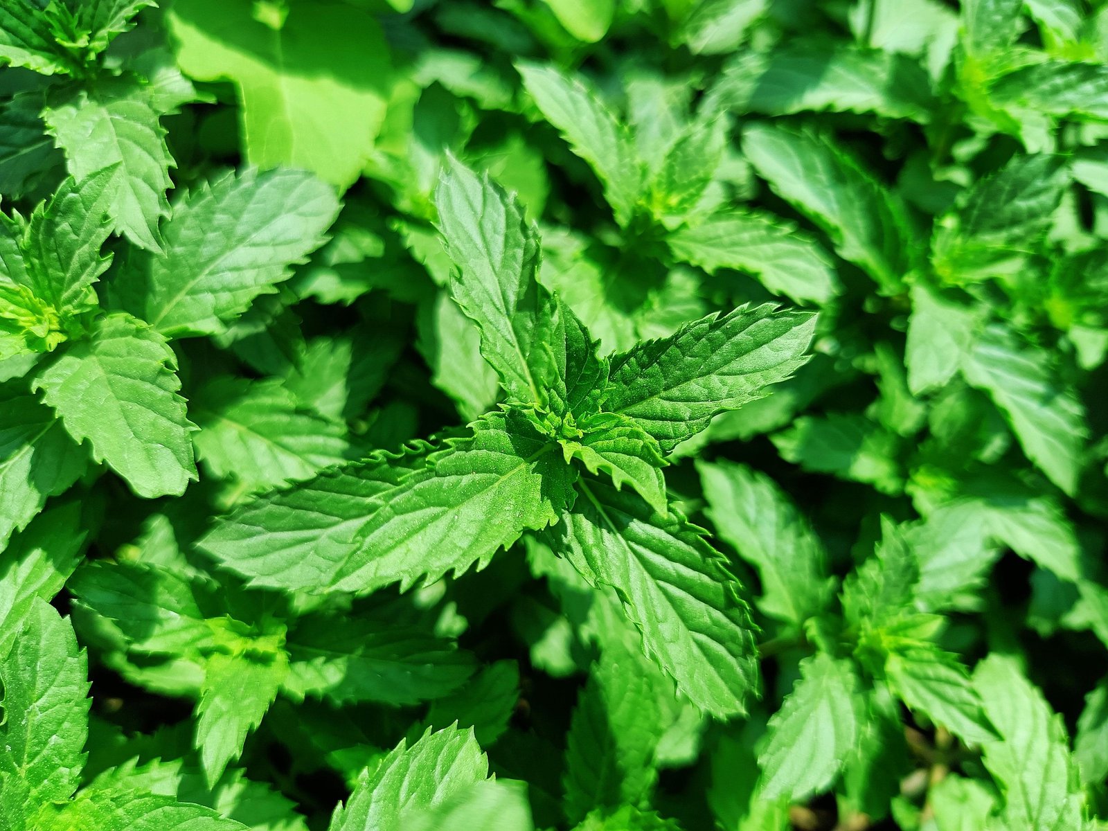 Spearmint tea benefits with fresh spearmint leaves